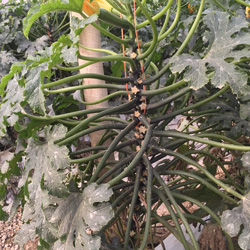 Calabac�n prometeus plantado con 17 semanas en cultivo hidrop�nico con riego + O3. Fuente ASP Asepsia (P.I.D. Medioambiental S.L.)