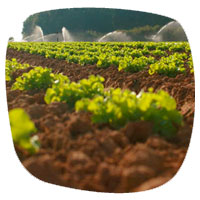 Agricultura y postcosecha