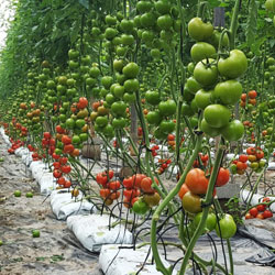 aumento de producci&oacute;n de tomates