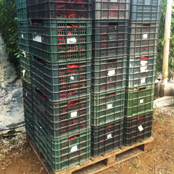 aumento de la producci&oacute;n agr&iacute;cola