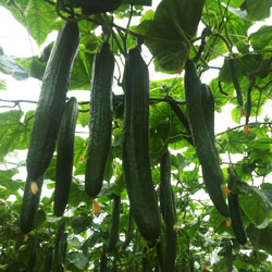 Aumento de la producci&oacute;n de pepinos tratados con ozono