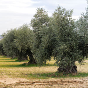 Ozono para cuidar de la oliva