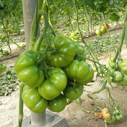 Rama de tomate (variedad rebeli�n) con doce frutos en cultivo ecol�gico con riego + O3. Fuente ASP Asepsia (P.I.D. Medioambiental S.L.)