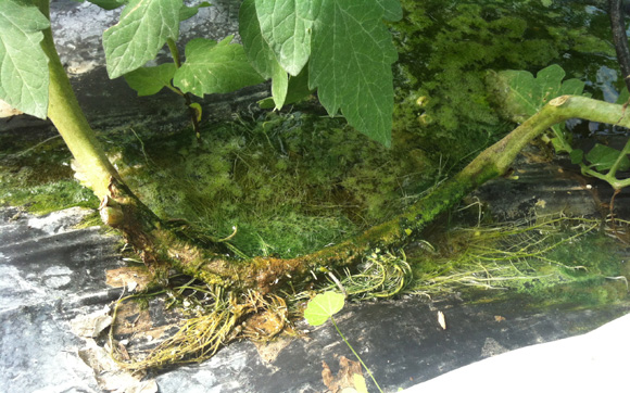 Raices en tronco de planta de tomate (variedad ventero) en cultivo hidrop�nico con riego + O3. Fuente ASP Asepsia (P.I.D. Medioambiental S.L.)