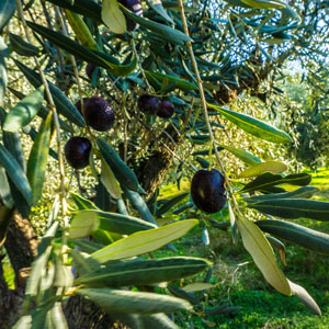 Mejor cultivo de olivo