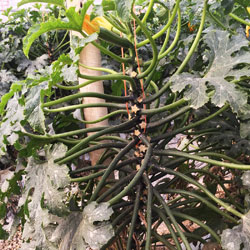 plantas sanas