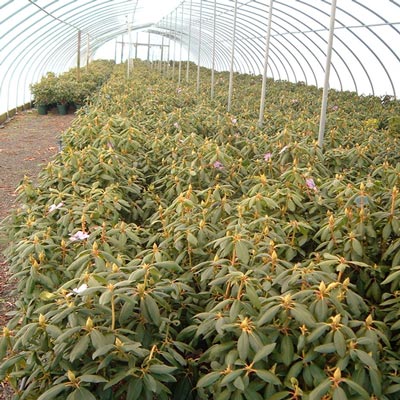 prevenir y eliminar la Botrytis