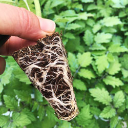 infecci&oacute;n de Pythium en pepino