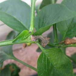 infecci&oacute;n de Botrytis en pimiento