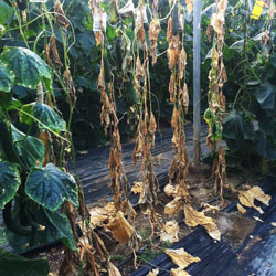infecci&oacute;n de Pythium en pepino