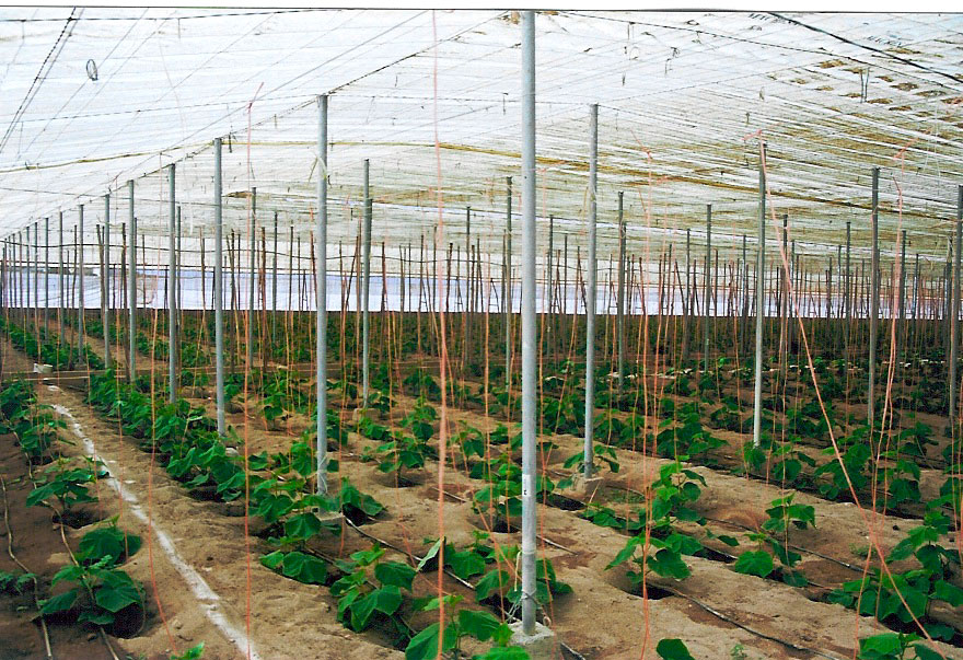 Ozono para Agricultura y Poscosecha en Almer&iacute;a El Ejido