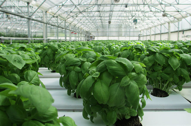 Ozono Agricultura
