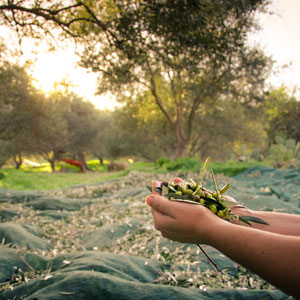 Cultivo de olivo