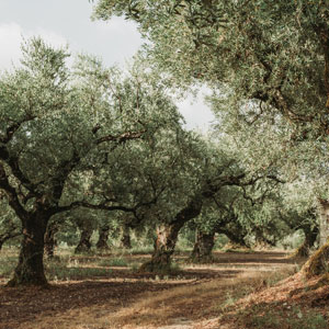 Ozono para un olivar sano