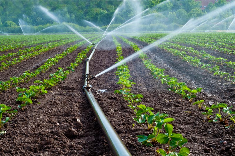 Agricultura y postcosecha