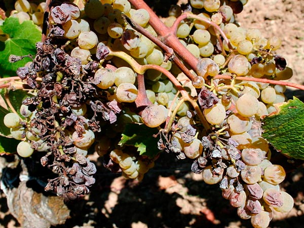 síntomas de la Botrytis