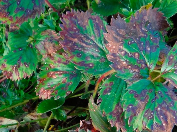 síntomas del mycosphaerella