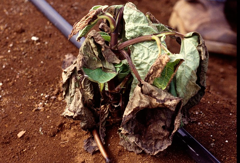 síntomas del pythium