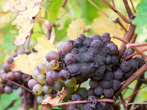 tratamiento de la Botrytis en agricultura