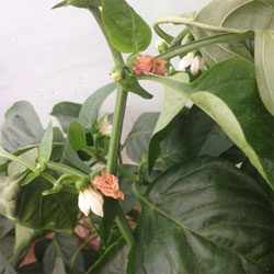 tratamiento de Botrytis en pimiento
