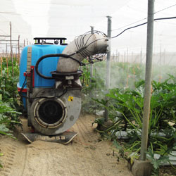 tratamiento de cultivo de calabac&iacute;n