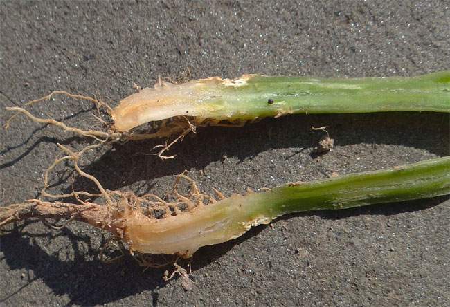 Qu&eacute; es y c&oacute;mo ataca el Fusarium