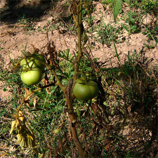 Síntomas del fusarium en el tomate