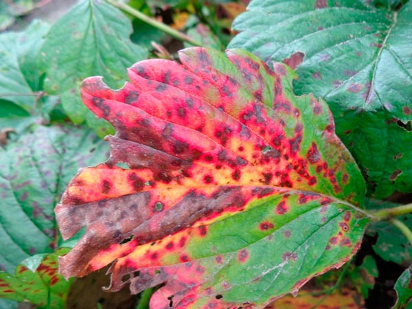 tratamiento del mycosphaerella en agricultura