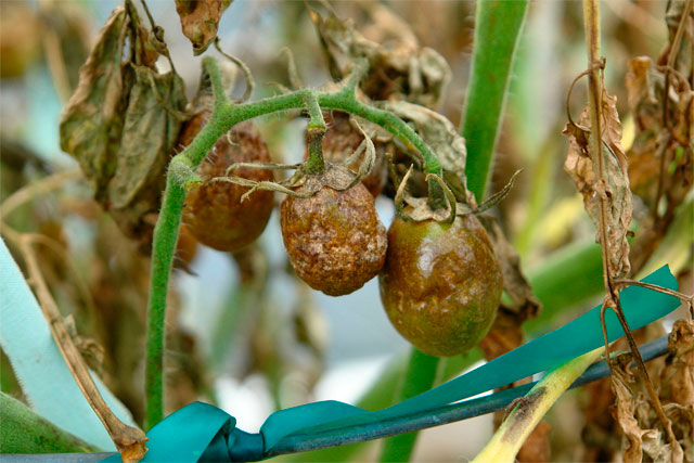 Qu&eacute; es y c&oacute;mo combatir la Phytophthora