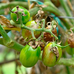 Síntomas de la Phytophthora en tomates