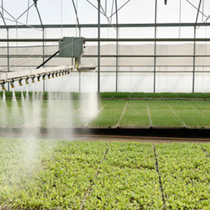 Tratamiento prevenci&oacute;n fusarium
