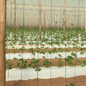 Tratamiento prevenci&oacute;n Phytophthora