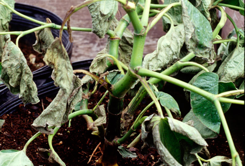 tratamiento del pythium en agricultura