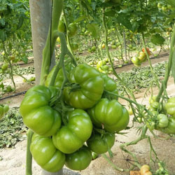 tratamiento del tomate con ozono